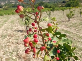 Pépigramette // Des résultats à consolider en amandes, noisettes et pistaches