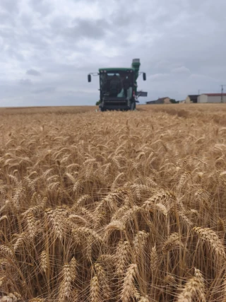 Le bilan de campagne des céréales d'hiver