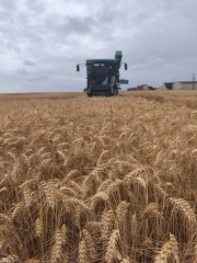 Le bilan de campagne des céréales d'hiver