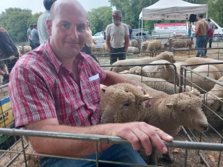 Soutdown, le mouton « accordéon »