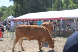 Fête de l'Agriculture