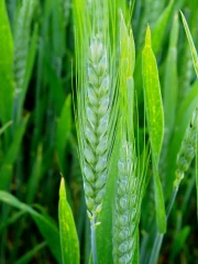 Quatre nouvelles variétés de triticales inscrites