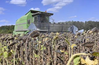 Récolter au bon moment pour optimiser la marge économique