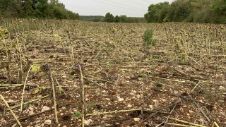 Le tournesol, c'est fini pour lui