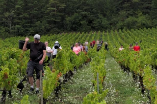 Des vendanges prometteuses