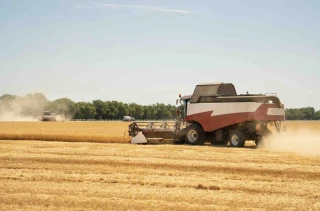  Une récolte de blé pas rentable et difficilement exportable