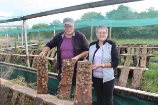 Héliciculture