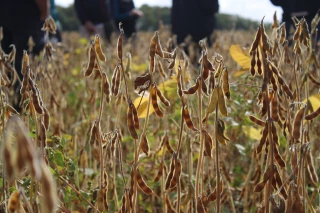 Agriculture Biologique