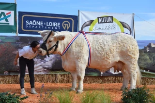 Concours de reproducteurs HBC d’Autun