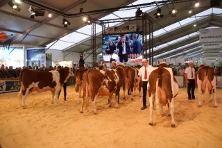 Les concours bovins à l'épreuve de la DNC