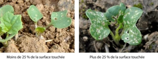 Comment réagir face à la présence des altises ?