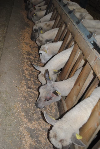 Moutons, terre de contrastes