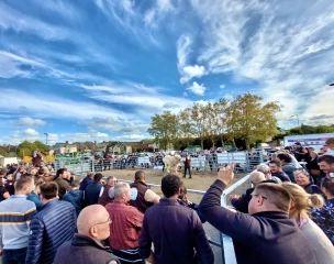 Foire-concours et vente à main levée