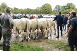 Foire-concours aux veaux reproducteurs