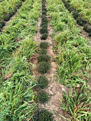 La gestion des adventices, enjeu d’avenir pour les PPAM