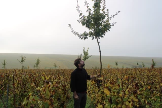 Vitiforesterie
