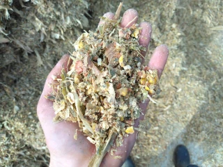 L'ensilage de maïs épi : un concentré énergétique