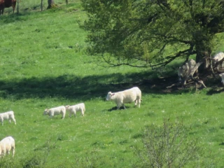 Des éleveurs nivernais inquiets mais pas résignés