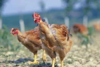 L'impact des ombrières photovoltaïques évalué 