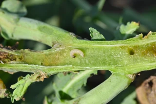 Les premiers tests Berlèse peuvent débuter