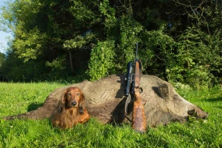 Une marque-label pour relancer la venaison en France