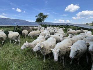 Le solaire comme facteur d'amélioration de la production en ruminants