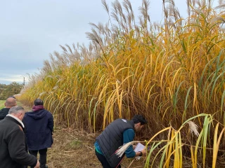 Des sols retapés avec du miscanthus en culture industrielle et énergétique