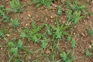 La stratégie de désherbage des protéagineux d’hiver