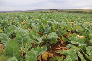 Mesurer la biomasse en entrée hiver pour un apport d’azote sur-mesure