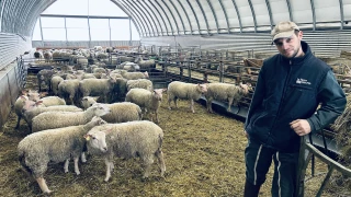 Le loup court toujours