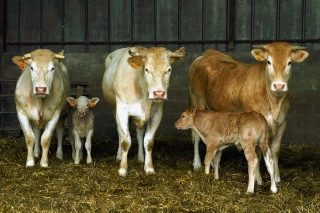 Le point sur les maladies bovines