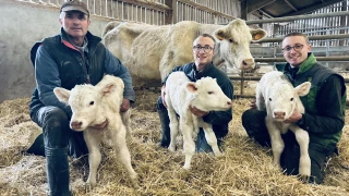Un nouveau triplé en charolais