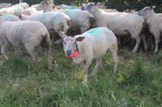 Le bilan des constats et des dommages