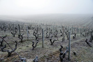 Le gisement des ceps et des sarments