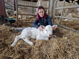 Les vêlages, sa période préférée