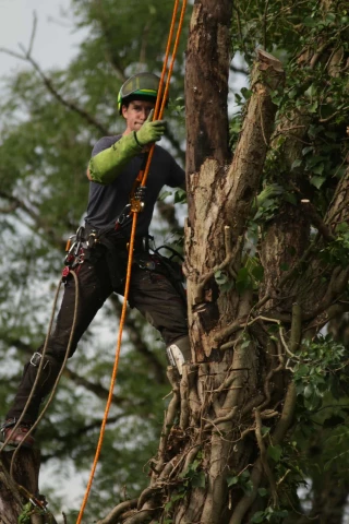 L'homme qui grimpe aux arbres