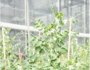 Les légumineuses, sujet majeur de l'Inrae BFC