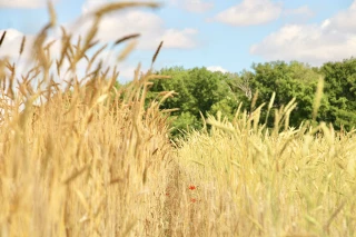La Chambre d'agriculture de la Nièvre à vos côtés