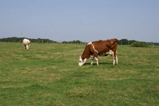 Allègement des restrictions, incertitudes  et perspectives
