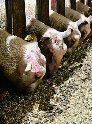Besoin d'un bon bélier ?