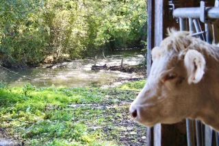 Un point d'(eau) honneur