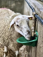 GFA du Champ des agneaux, Vaux d'Amognes