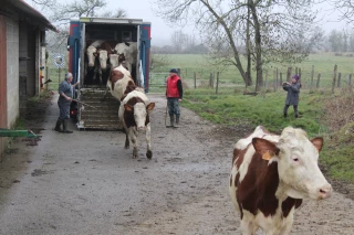 Les vaches et le sourire de retour à Ecleux