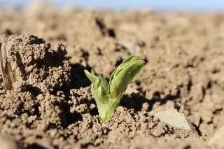 Réussir l’implantation des pois et féveroles de printemps