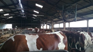 Pistes concrètes pour adapter les élevages