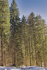 La construction en bois, un secteur d’avenir