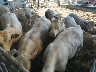 Partenariat gagnant-gagnant entre une MFR et des éleveurs