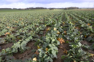 Évaluer la biomasse pour optimiser la fertilisation au printemps