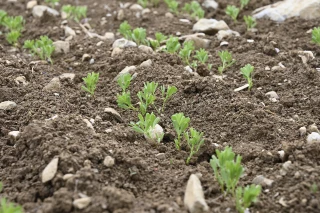Implanter la lentille dans de bonnes conditions