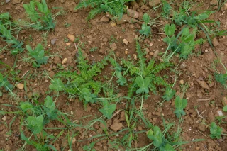 Combiner les moyens pour désherber